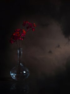 Stemmige rode bloemen