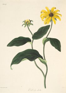 Zwartogige Susan, uit Bloemillustraties van de Seizoenen, uitgegeven 1829 door Margaret Roscoe