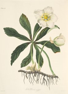 Zwarte Helleborus of Kerstroos, uit Bloemillustraties van de Seizoenen, uitgegeven 1829