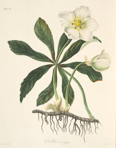 Zwarte Helleborus of Kerstroos, uit Bloemillustraties van de Seizoenen, uitgegeven 1829