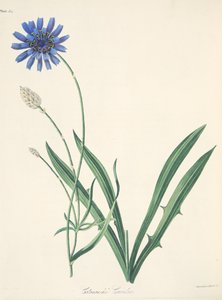 Blauwe Catananche, uit Bloemillustraties van de Seizoenen, uitgegeven 1829