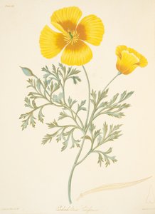Californische Eschscholzia, uit Bloemillustraties van de Seizoenen, uitgegeven 1829 door Margaret Roscoe