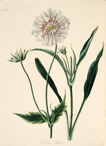 Kaukasische Scabiosa, uit Bloemillustraties van de Seizoenen, uitgegeven 1829 door Margaret Roscoe