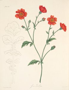 Chileense Avens, uit Bloemillustraties van de Seizoenen, uitgegeven 1829