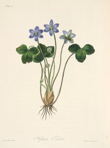 Gewone Blauwe Hepatica, uit Bloemillustraties van de Seizoenen, uitgegeven 1829