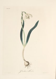 Gewone Sneeuwklokje, uit Bloemillustraties van de Seizoenen, uitgegeven 1829