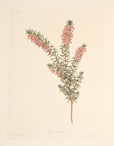 Vleeskleurige, vroegbloeiende Heide, uit Bloemillustraties van de Seizoenen, uitgegeven 1829 door Margaret Roscoe