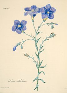 Narbonne Vlas, uit Bloemillustraties van de Seizoenen, uitgegeven 1829 door Margaret Roscoe