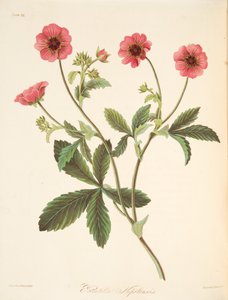 Nipal Potentilla, uit Bloemillustraties van de Seizoenen, uitgegeven 1829 door Margaret Roscoe