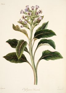 Oosterse Hyoscyamus, uit Bloemillustraties van de Seizoenen, uitgegeven 1829