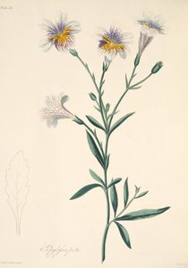Geschilderde Salpiglossis, uit Bloemillustraties van de Seizoenen, uitgegeven 1829 door Margaret Roscoe