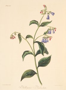 Gepanikeerde Longkruid, uit Bloemillustraties van de Seizoenen, uitgegeven 1829 door Margaret Roscoe