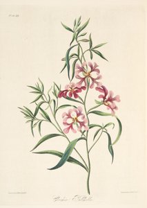 Mooie Clarkia, uit Bloemillustraties van de Seizoenen, uitgegeven 1829 door Margaret Roscoe