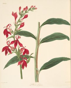 Stralende lobelia, uit Bloemillustraties van de seizoenen, uitgegeven 1829