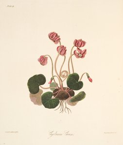 Rondbladige Cyclamen, uit Bloemillustraties van de Seizoenen, uitgegeven 1829 door Margaret Roscoe
