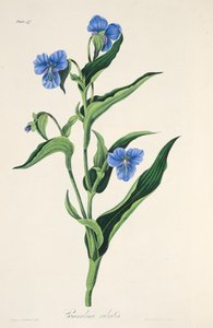 Hemelsblauwe Commelina, uit Bloemillustraties van de Seizoenen, uitgegeven 1829