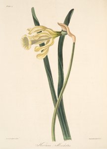 Spaanse Narcis, uit Bloemillustraties van de Seizoenen, uitgegeven 1829 door Margaret Roscoe