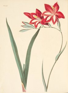 Prachtige korenbloem, uit Bloemillustraties van de seizoenen, uitgegeven 1829