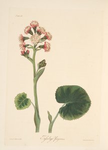 Winterheliotroop, uit Bloemillustraties van de Seizoenen, uitgegeven 1829 door Margaret Roscoe