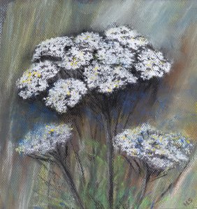 Fluitenkruid (Anthriscus Sylvestris)