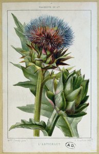 Artisjok, botanische plaat, gegraveerd door E. Fraillery door Marguerite Buret