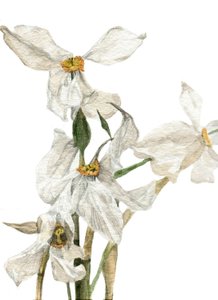 Narcissen, 2018 door Maria Basea