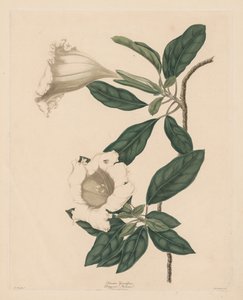 Kelkplant, 1790
