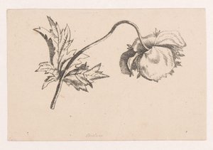 Klaproos door Maria Geertruida de Goeje Barbiers (attributed to)