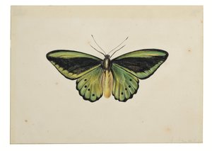 Vlinder, gewone groene vogelvleugel (Ornithoptera priamus)
