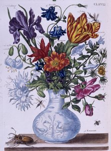 Kever en verschillende bloemen - tek. door Maria Sibylla Merian, n.d., ca. eind 18e eeuw