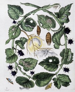 Vlinders en pop - tek. door Maria Sibylla Merian, n.d., ca. eind 18e eeuw