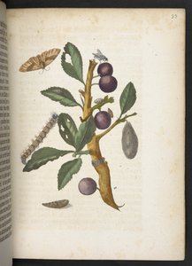 Der Raupen wunderbare Verwandlung und sonderbare Blumen-Nahrung door Maria Sibylla Merian
