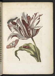 Der Raupen wunderbare Verwandlung und sonderbare Blumen-Nahrung door Maria Sibylla Merian