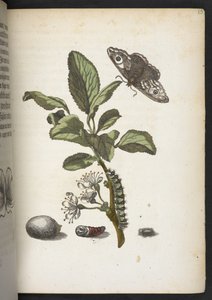 Der Raupen wunderbare Verwandlung und sonderbare Blumen-Nahrung door Maria Sibylla Merian