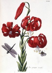 Paarse Lis - in “Histoire générale des insectes de Surinam et de toute l
