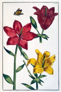 Rode Lis - in “Histoire générale des insectes de Surinam et de toute l