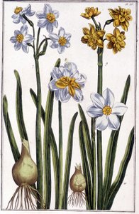 Narcis - in 