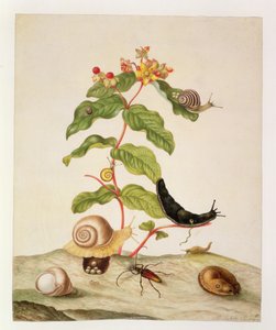 No.1146c Hypericum Baxiforum met slakken en een kever, 1695