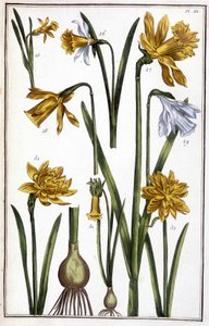 Onbekend beeld door Maria Sibylla Merian