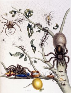 Verschillende spinachtigen uit Zuid-Amerika, 1726 door Maria Sibylla Merian