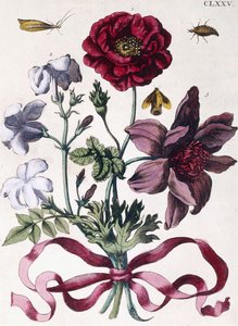 Verschillende Europese Insecten en Bloemen