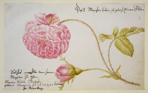 Albumsheet met een roos
