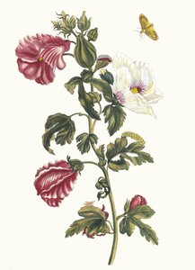 Althea. Uit het Boek Metamorphosis insectorum Surinamensium, 1705
