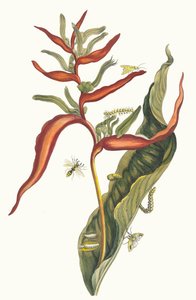 Ballia. Uit het boek Metamorphosis insectorum Surinamensium