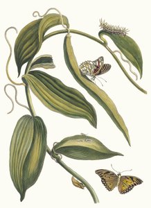 Banille. Uit het boek Metamorphosis insectorum Surinamensium, 1705