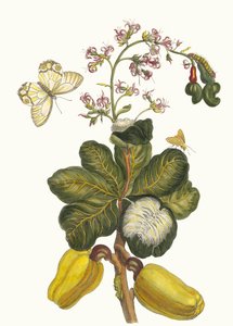 Caschou. Uit het Boek Metamorphosis insectorum Surinamensium, 1705