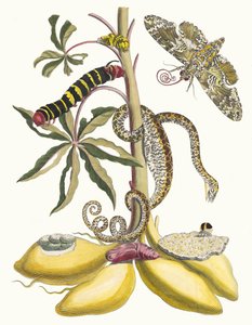 Cassave. Uit het Boek Metamorphosis insectorum Surinamensium, 1705 door Maria Sibylla Merian