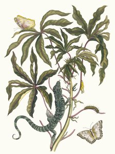 Cassave. Uit het boek Metamorphosis insectorum Surinamensium