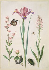  door Maria Sibylla Merian