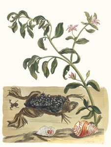 Waterkers. Uit het boek Metamorphosis insectorum Surinamensium, 1705 door Maria Sibylla Merian